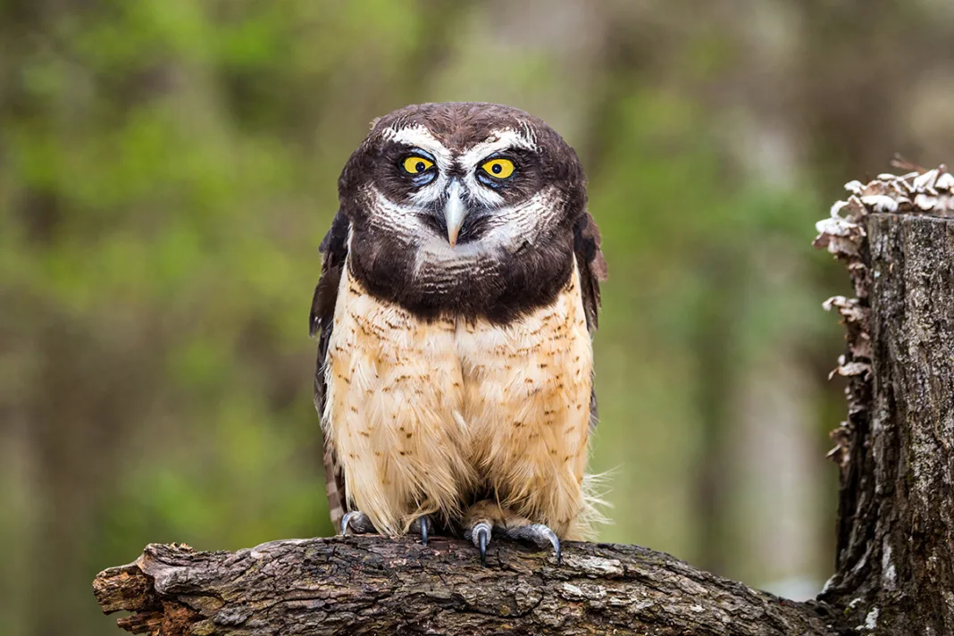 Spectacled Owl: The scariest stare on earth? - Cage & Aviary Birds