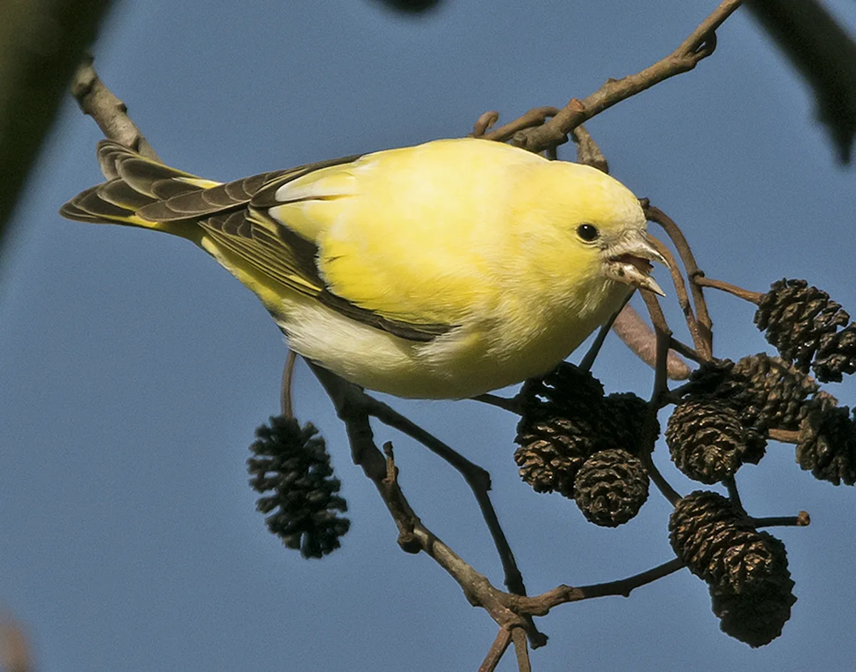 Progressive greying: beyond the London fancy - Cage & Aviary Birds