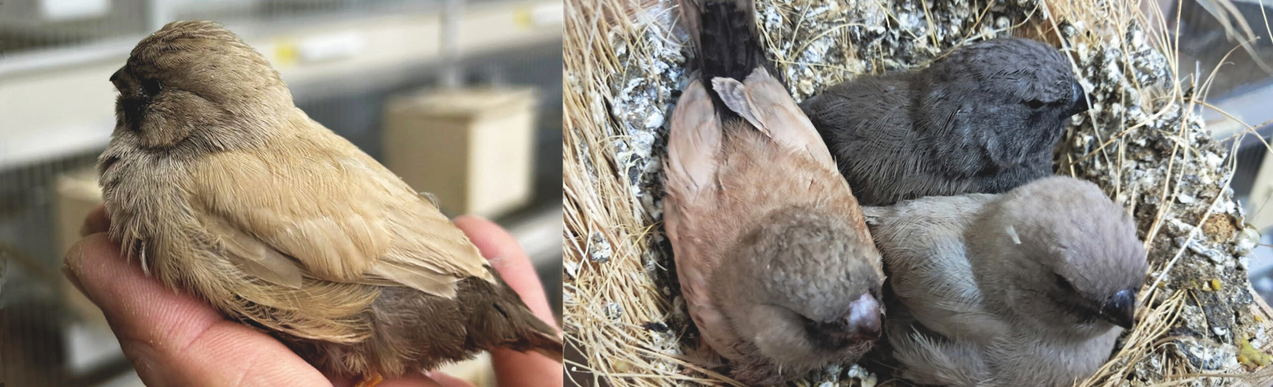 Mutation Zebra Finches