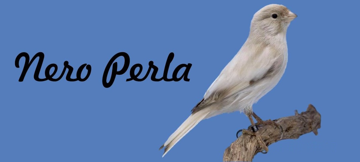 Nero Perla: a canary as cool as a cat